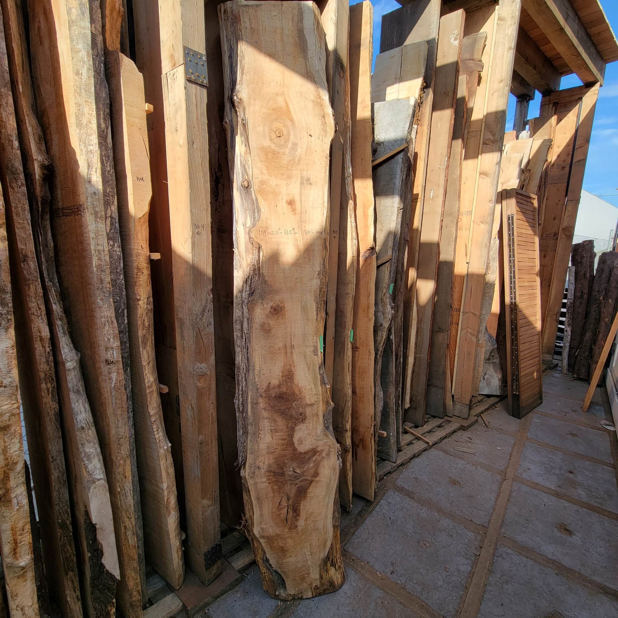 Big Leaf Maple